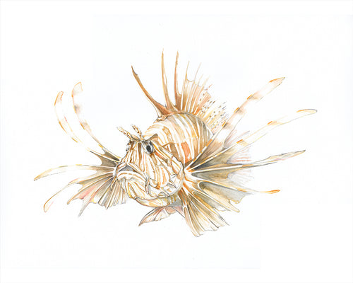 Lionfish Coffee Stain